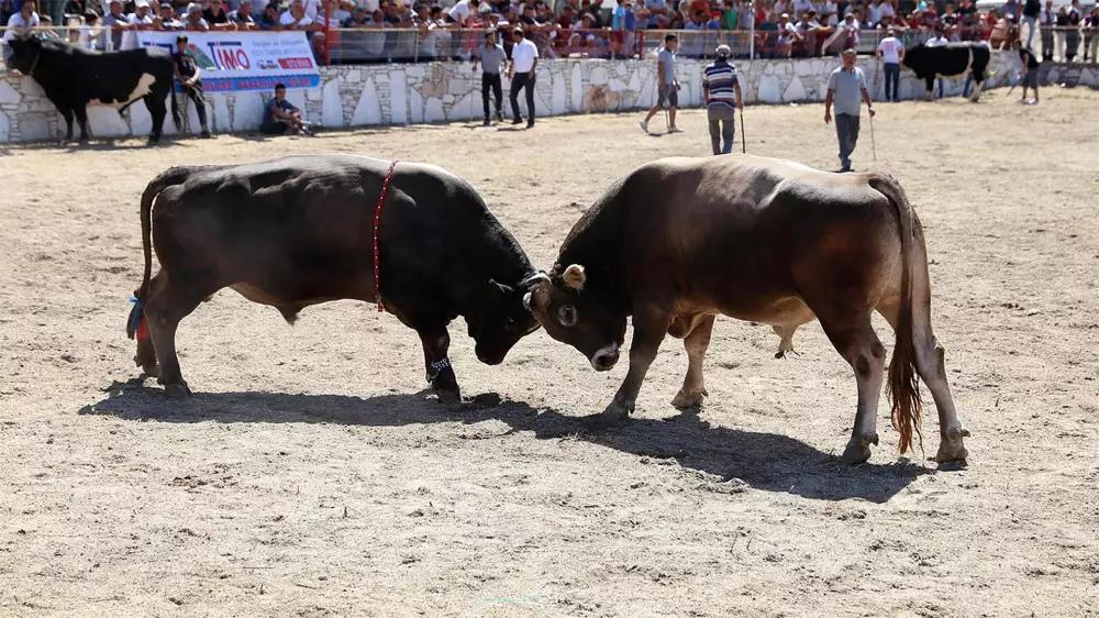 A Tradition in Artvin: Bullfights